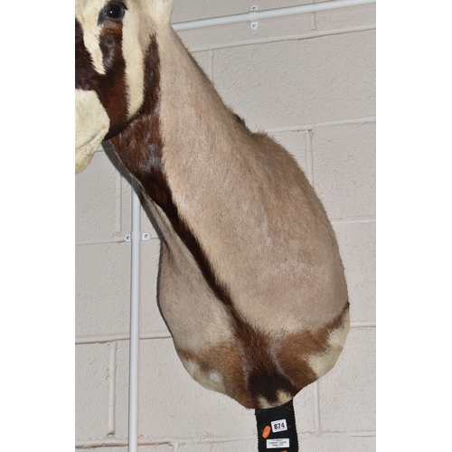 874 - A TAXIDERMY GEMSBOK ORYX, Oryx gazella, with taxidermist's label reading 'P. A. Kingsley, Otjiwarong... 