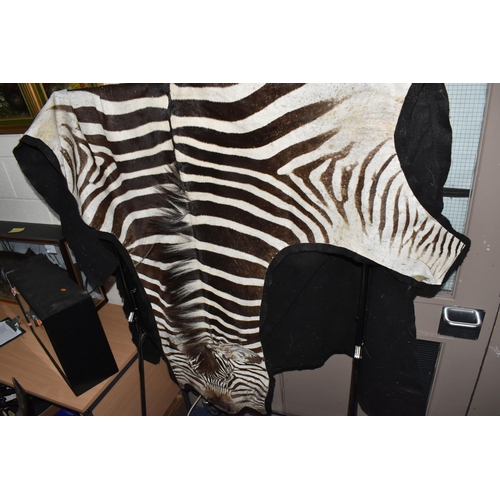 875 - A ZEBRA HIDE RUG, mounted on a black felt backing, approximate length 277cm x width 180cm at widest ... 