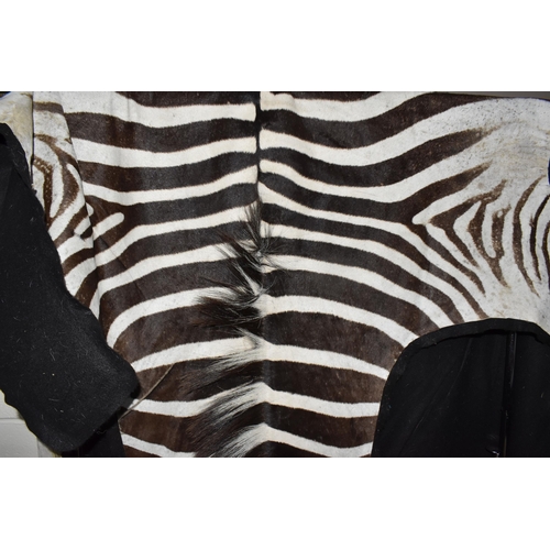 875 - A ZEBRA HIDE RUG, mounted on a black felt backing, approximate length 277cm x width 180cm at widest ... 