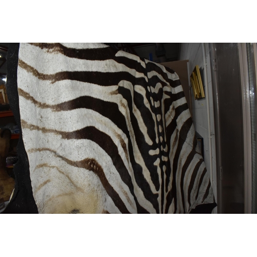 875 - A ZEBRA HIDE RUG, mounted on a black felt backing, approximate length 277cm x width 180cm at widest ... 