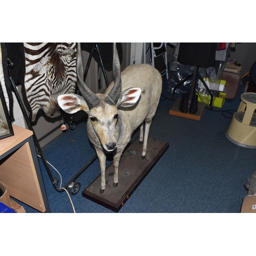 876 - A TAXIDERMY FULL BODY CAPE BUSHBUCK,  an African cape bushbuck mounted on a wooden plinth approximat... 