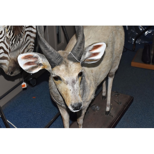 876 - A TAXIDERMY FULL BODY CAPE BUSHBUCK,  an African cape bushbuck mounted on a wooden plinth approximat... 