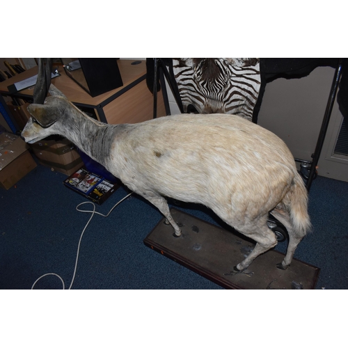 876 - A TAXIDERMY FULL BODY CAPE BUSHBUCK,  an African cape bushbuck mounted on a wooden plinth approximat... 