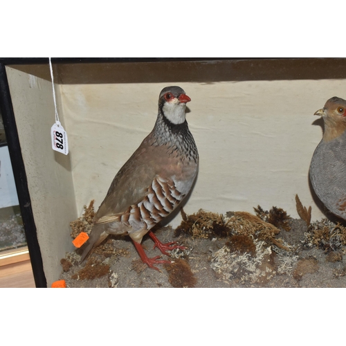 878 - A PAIR OF TAXIDERMY PARTRIDGES IN DISPLAY CASE, to include a red legged partridge and a partridge se... 