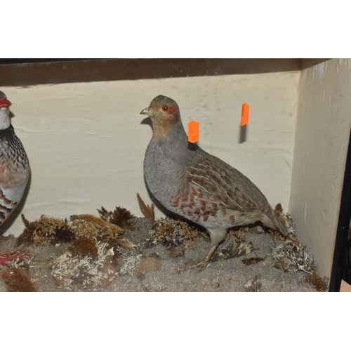 878 - A PAIR OF TAXIDERMY PARTRIDGES IN DISPLAY CASE, to include a red legged partridge and a partridge se... 