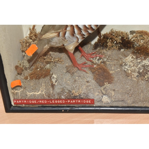 878 - A PAIR OF TAXIDERMY PARTRIDGES IN DISPLAY CASE, to include a red legged partridge and a partridge se... 