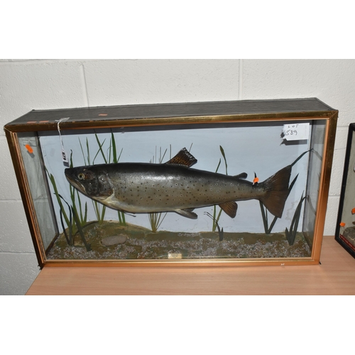 879 - A TAXIDERMY SALMON IN DISPLAY CASE, mounted salmon, set inside a glass front and side case with a na... 