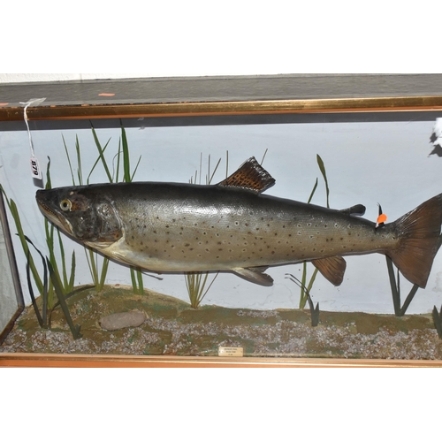 879 - A TAXIDERMY SALMON IN DISPLAY CASE, mounted salmon, set inside a glass front and side case with a na... 