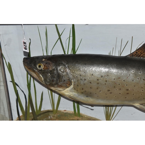 879 - A TAXIDERMY SALMON IN DISPLAY CASE, mounted salmon, set inside a glass front and side case with a na... 