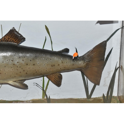 879 - A TAXIDERMY SALMON IN DISPLAY CASE, mounted salmon, set inside a glass front and side case with a na... 