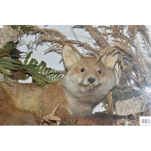 881 - A TAXIDERMY FOX IN DISPLAY CASE, a fox in lying down position, mounted in a naturalistic scene with ... 