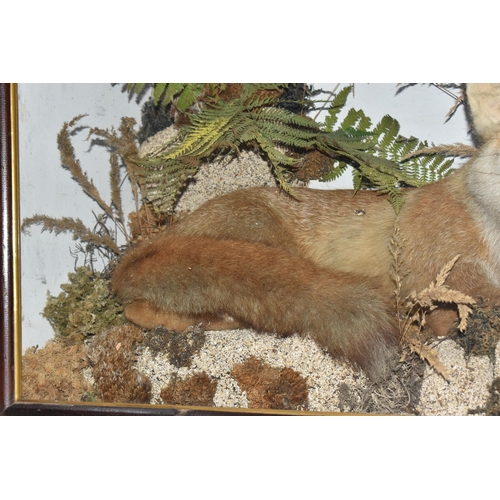 881 - A TAXIDERMY FOX IN DISPLAY CASE, a fox in lying down position, mounted in a naturalistic scene with ... 