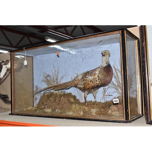 882 - A TAXIDERMY PHEASANT IN DISPLAY CASE, a pheasant mounted in a glass front and side, black and gilt f... 