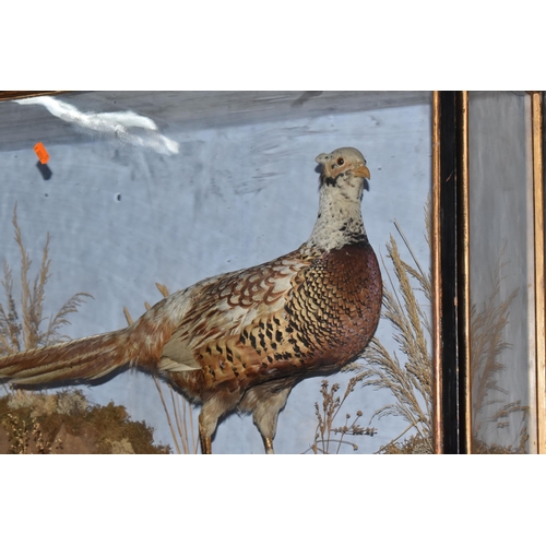 882 - A TAXIDERMY PHEASANT IN DISPLAY CASE, a pheasant mounted in a glass front and side, black and gilt f... 