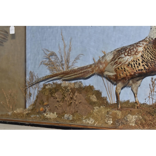 882 - A TAXIDERMY PHEASANT IN DISPLAY CASE, a pheasant mounted in a glass front and side, black and gilt f... 