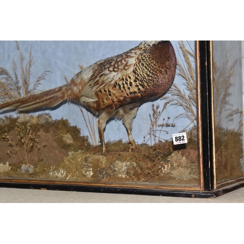 882 - A TAXIDERMY PHEASANT IN DISPLAY CASE, a pheasant mounted in a glass front and side, black and gilt f... 