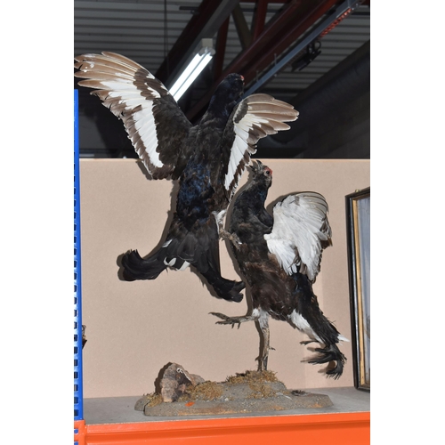 883 - A DISPLAY OF TAXIDERMY BLACK GROUSE, a pair of fighting black grouse, mounted on a naturalistic ston... 