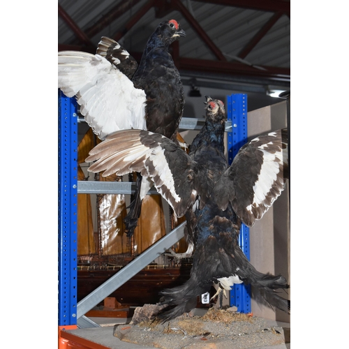 883 - A DISPLAY OF TAXIDERMY BLACK GROUSE, a pair of fighting black grouse, mounted on a naturalistic ston... 