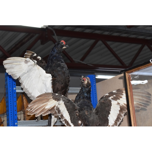 883 - A DISPLAY OF TAXIDERMY BLACK GROUSE, a pair of fighting black grouse, mounted on a naturalistic ston... 