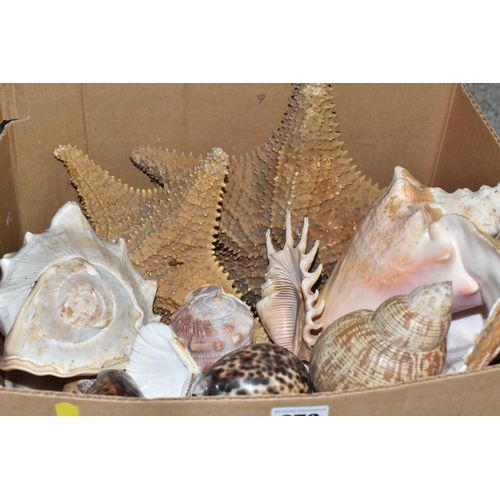 973 - TWO BOXES OF LARGE SEASHELLS AND A QUANTITY OF STONE EGGS, to include two large starfish, Scallop sh... 