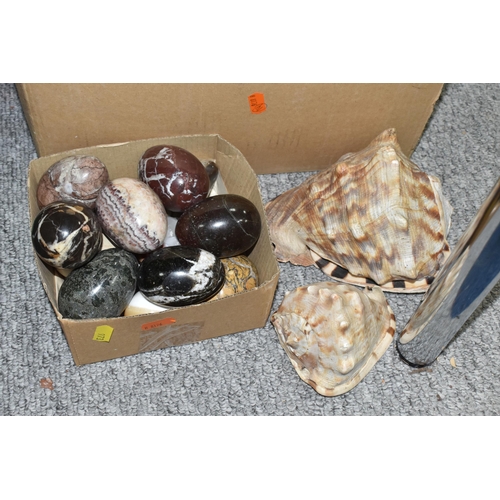 973 - TWO BOXES OF LARGE SEASHELLS AND A QUANTITY OF STONE EGGS, to include two large starfish, Scallop sh... 