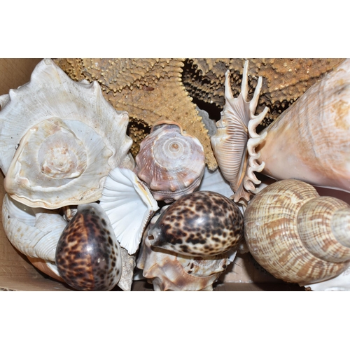 973 - TWO BOXES OF LARGE SEASHELLS AND A QUANTITY OF STONE EGGS, to include two large starfish, Scallop sh... 