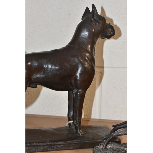 805 - A BRONZE FIGURE OF A BOXER DOG, the standing boxer on a rectangular base, marked 'Copyright 1943', h... 