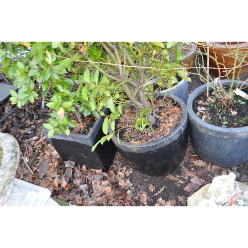 41 - FIVE MODERN BLACK AND GREY PLASTIC PLANTERS, All CONTAINING BAY TREES AND ROSES including two pairs ... 