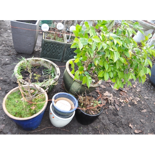 42 - A COLLECTION OF SEVEN GLAZED PLANT POTS one planted with a bay tree pot height 31cm. Condition Repor... 