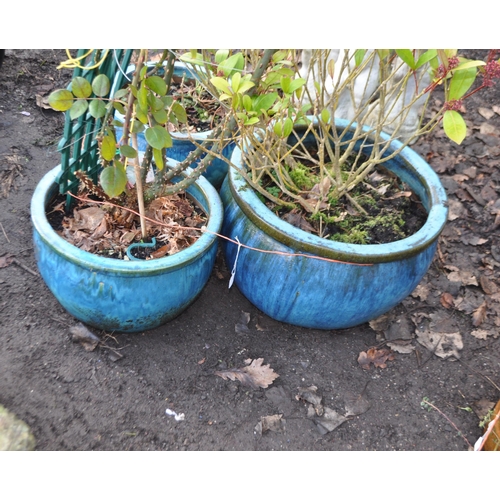 44 - A GRADUATED SET OF THREE BLUE/ GREEN GLAZED PLANTERS, the largest being 55cm in diameter, all contai... 