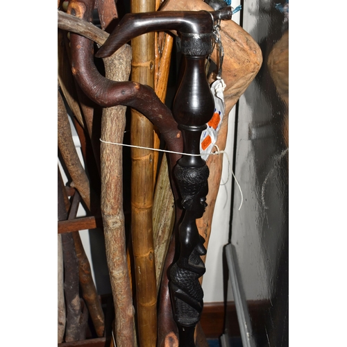 797 - A LARGE COLLECTION OF WALKING STICKS IN VARIOUS LEVELS OF COMPLETION to include a group of approxima... 