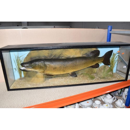 821 - A CASED TAXIDERMY PIKE SPECIMEN mounted in an artificial rocky landscape height, with a painted blac... 