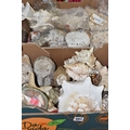 TWO BOXES OF SEASHELLS, of various species and sizes, shell covered ...
