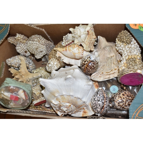 TWO BOXES OF SEASHELLS, of various species and sizes, shell covered ...