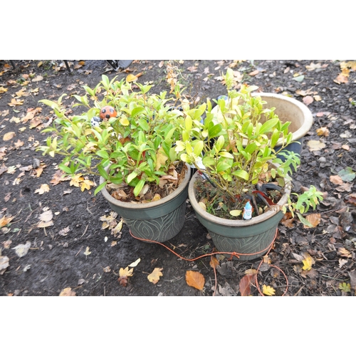 2 - A PAIR OF SAGE GREEN GLAZED PLANT POTS, containing a garden plant, two blue glazed plant pots and ga... 