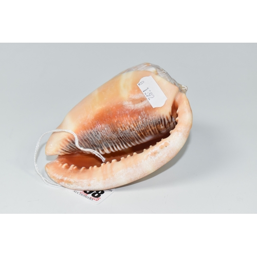798 - HAND CARVED VINTAGE CONCH SHELL, featuring a carved cameo Victorian lady, approximately 11.5cm, by 8... 