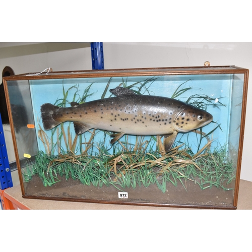 972 - A LATE 20TH CENTURY CASED FIBREGLASS PAINTED MODEL OF A BROWN TROUT SWIMMING AMONGST REEDS, blue pai... 