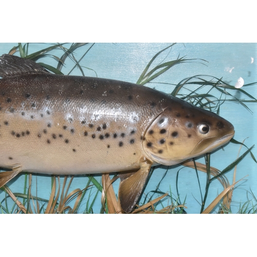 972 - A LATE 20TH CENTURY CASED FIBREGLASS PAINTED MODEL OF A BROWN TROUT SWIMMING AMONGST REEDS, blue pai... 