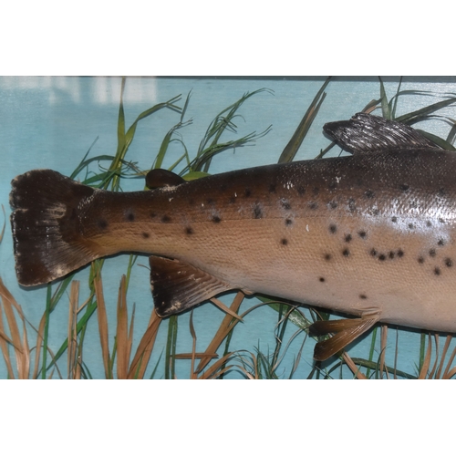 972 - A LATE 20TH CENTURY CASED FIBREGLASS PAINTED MODEL OF A BROWN TROUT SWIMMING AMONGST REEDS, blue pai... 