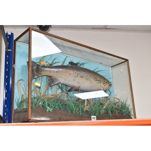 972 - A LATE 20TH CENTURY CASED FIBREGLASS PAINTED MODEL OF A BROWN TROUT SWIMMING AMONGST REEDS, blue pai... 