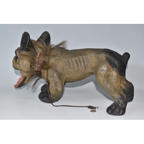 821 - A FRENCH BULLDOG 'GROWLER' TOY, circa 1890-1900, of flocked papier mache construction, with chain le... 