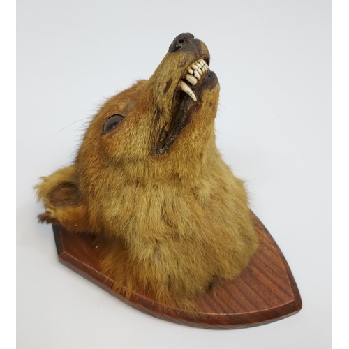 472 - An Antique Taxidermy fox head mounted on a wooden plaque.