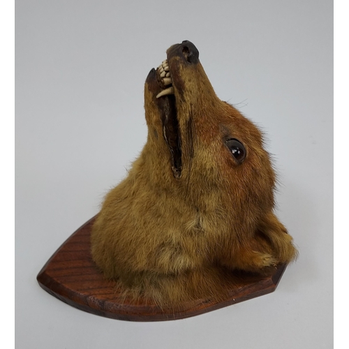 472 - An Antique Taxidermy fox head mounted on a wooden plaque.