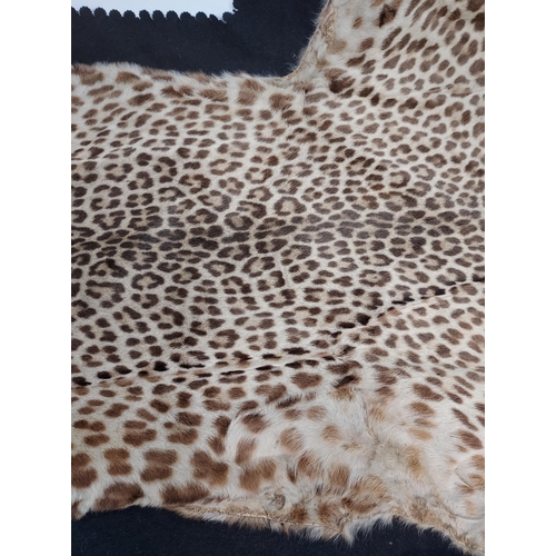 499 - An Antique Leopard skin rug. [260x120cm]