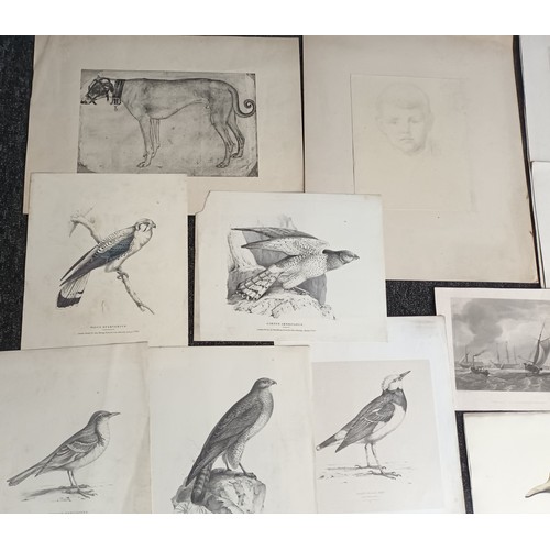 194 - Large collection of engravings depicting various subjects such as birds, ducks, shells and village s... 