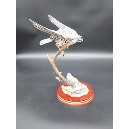 150A - Border Fine Arts Birds by Russell Willis A1276 Flying Peregrine figure. Comes with Original box.