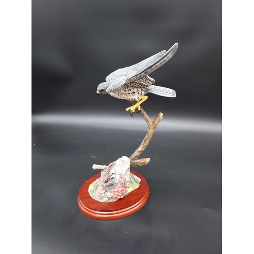 150A - Border Fine Arts Birds by Russell Willis A1276 Flying Peregrine figure. Comes with Original box.