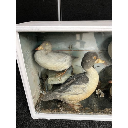 245 - Antique taxidermy duck display with a glass and wood cabinet.