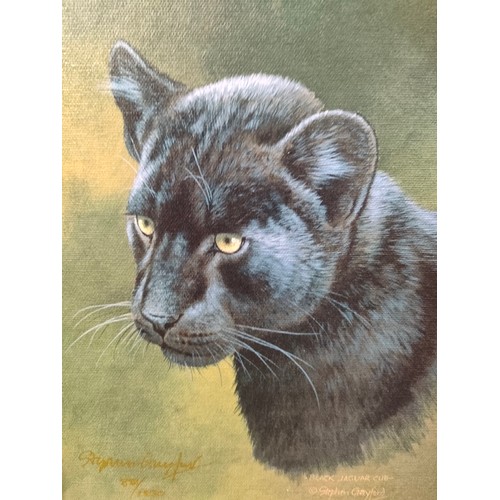 356 - Pair of Stephen Gayford wild cat prints framed, both signed in gold pen.