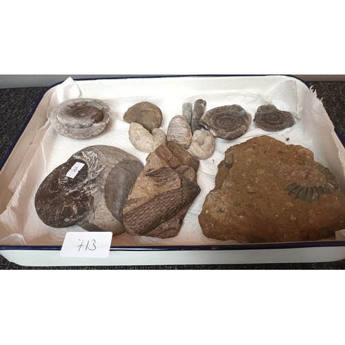 713 - Enamel tray containing a quantity of fossils.